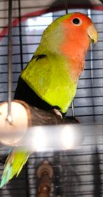 Jonge argapornis, Dieren en Toebehoren, Vogels | Parkieten en Papegaaien, Geslacht onbekend, Dwergpapegaai of Agapornis