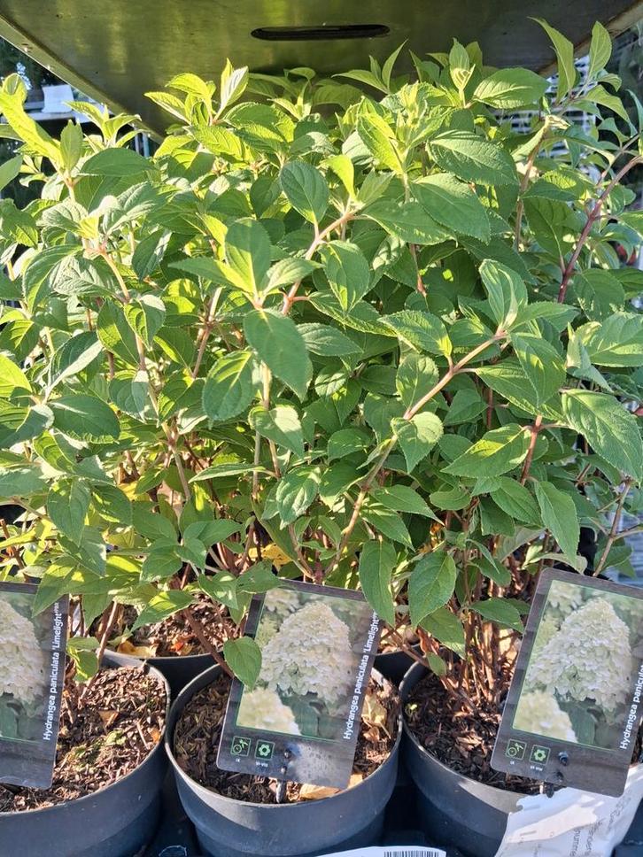 Hydrangea paniculata 'Limelight', schapenkop hortensia, Tuin en Terras, Planten | Struiken en Hagen, Struik, Hortensia, Minder dan 100 cm