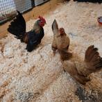 Mooi trio serama's! Zeer klein, Dieren en Toebehoren, Pluimvee, Meerdere dieren, Kip