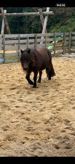 Gezocht plekje voor shetlander omgeving Voorschoten, Dieren en Toebehoren, Stalling en Weidegang, Stalling