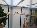 Kanaries, Dieren en Toebehoren, Vogels | Kanaries, Meerdere dieren, Kleurkanarie