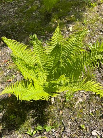 Varens - mooie exemplaren - nu planten - 