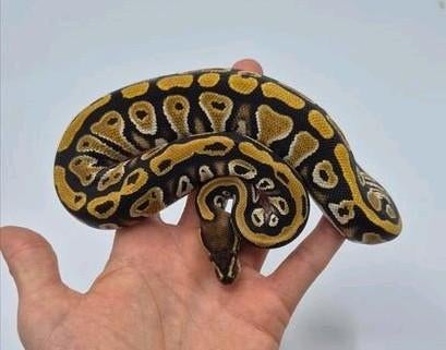 1.0 Cypress Yellow Belly het Clown / 50% Desert Ghost & G-St, Hagedis, 0 tot 2 jaar