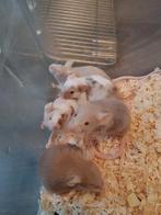 Muisjes, Dieren en Toebehoren, Muis, Vrouwelijk, Tam, September