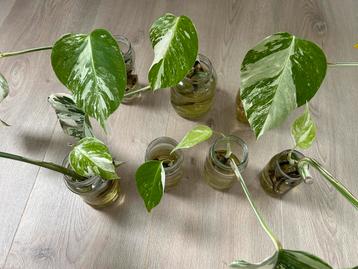 Monstera Albo Rooted Cuttings with 1st New Leaf - €10 Each beschikbaar voor biedingen