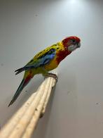 1-1 Prachtrosella, Meerdere dieren, Parkiet, Geringd