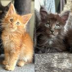 Maine Coon kittens, Kater, Gechipt, 0 tot 2 jaar