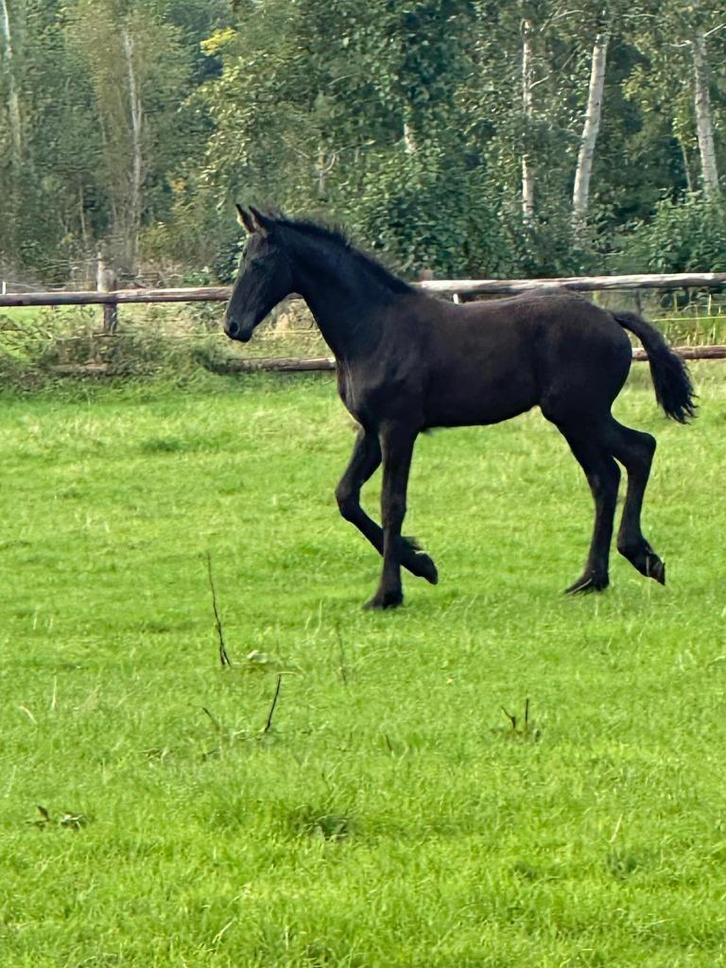 Imposant Fries Hengstenveulen - Jehannes x Jerke, Dieren en Toebehoren, Paarden, Hengst, Niet van toepassing, Minder dan 160 cm
