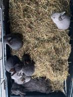 Dwerg konijnen, Dieren en Toebehoren, Ophalen, Nieuw, Overige typen