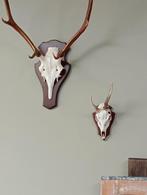 Hertenkoppen 2stuks, Ophalen of Verzenden, Zo goed als nieuw