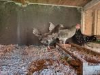 Ancona groot 1-3, Meerdere dieren, Kip