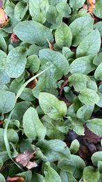 Smeerwortel, Ophalen of Verzenden, Halfschaduw