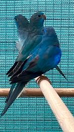 Splendid violet man , aug ‘25, Dieren en Toebehoren, Vogels | Parkieten en Papegaaien, Mannelijk, Parkiet