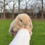 Lieve jonge konijntjes! Dwerg Hangoor NHD, Dieren en Toebehoren, Meerdere dieren, Dwerg, Hangoor, 0 tot 2 jaar