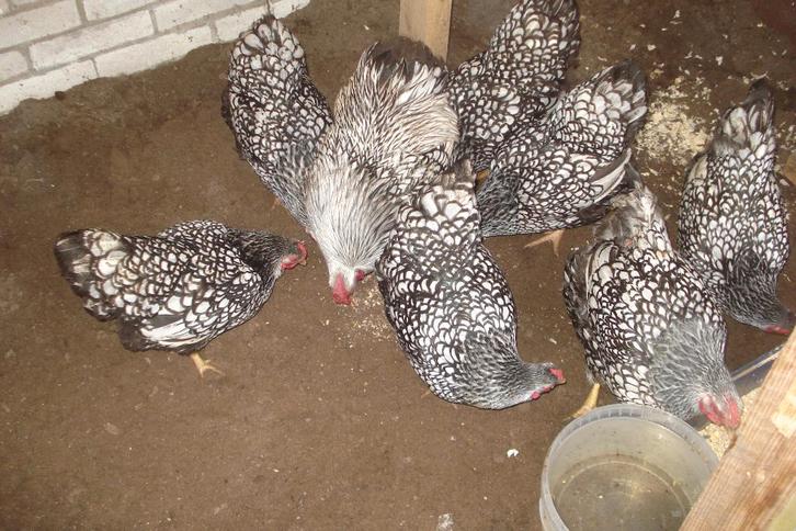 Broedeieren Wyandotte Kriel, Dieren en Toebehoren, Pluimvee, Kip, Geslacht onbekend