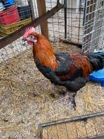 Maran haan, Dieren en Toebehoren, Mannelijk, Kip