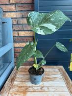 Monstera variegata 50 cm, Ophalen of Verzenden, Overige soorten, Minder dan 100 cm