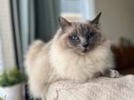 Huisje gezocht voor de liefste ragdoll, Poes, Gechipt, 6 jaar of ouder