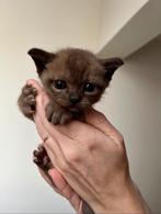 Burmese kittens, Dieren en Toebehoren, Katten en Kittens | Raskatten | Korthaar, Kater, Ontwormd