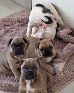 Franse Bulldog pups met NL paspoort – direct beschikbaar!, Parvo, 8 tot 15 weken, Bulldog, Meerdere
