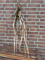Spiderwood ca 90cm, Dieren en Toebehoren, Ophalen of Verzenden, Zo goed als nieuw