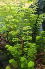 Zuurstofplanten, Ophalen, Nieuw, Plant(en), Steen of Hout