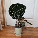 Anthurium Crystallinum (zonder pot), Tuin en Terras, Vaste plant, Bloeit niet, Halfschaduw, Ophalen