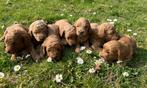 Mooie australian labradoodle pups, Nederland, Overige rassen, CDV (hondenziekte), 8 tot 15 weken