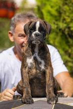 Duitse boxer pups van topkwaliteit FCI PAPIEREN, Dieren en Toebehoren, Nederland, Rabiës (hondsdolheid), Overige rassen, 8 tot 15 weken