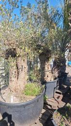 Olijfbomen xl, Tuin en Terras, Planten | Bomen, Ophalen, Volle zon, Olijfboom, 100 tot 250 cm