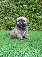 Zeer mooie speelse boomer pups., Overige rassen, CDV (hondenziekte), 8 tot 15 weken, Meerdere
