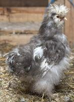 USA zijdehoen haantje mottled bruin, Mannelijk, Kip