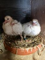 Jonge witte postduiven 2026 uit prestatieduiven., Meerdere dieren, Postduif