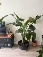 Large 1,8m strelitzia in Pot, Ophalen, 100 tot 150 cm, Overige soorten, Halfschaduw