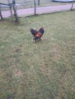 3 Brahma hanen, Dieren en Toebehoren, Pluimvee, Mannelijk, Kip