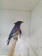 1-1 blauwkeel sialia, Meerdere dieren, Tropenvogel, Geringd