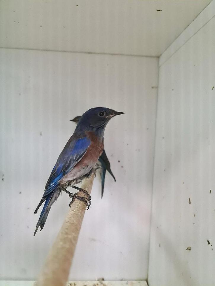 1-1 blauwkeel sialia, Dieren en Toebehoren, Vogels | Overige Vogels, Tropenvogel, Meerdere dieren, Geringd