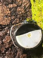 Ranitomeya variables, Dieren en Toebehoren, Reptielen en Amfibieën, Amfibie, 0 tot 2 jaar