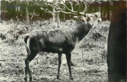 (379-172-031) Roepend Edelhert, Verzamelen, Ansichtkaarten | Nederland, Verzenden