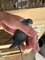 Blackface blackwing, Dieren en Toebehoren, Vogels | Parkieten en Papegaaien, Parkiet