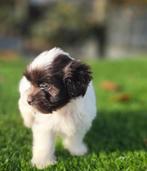 Te koop mooie Boomer pups, Nederland, CDV (hondenziekte), 8 tot 15 weken, Meerdere