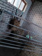 Stalling aangeboden, Weidegang