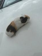 Glad haar cavia zeugje, Dieren en Toebehoren, Knaagdieren, Cavia, Juli, Vrouwelijk, Tam