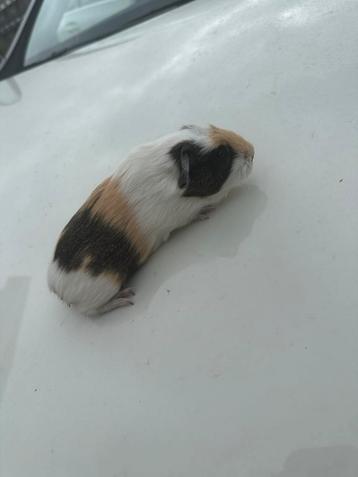 Glad haar cavia zeugje beschikbaar voor biedingen