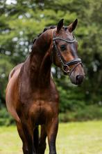 Prachtige betrouwbare ruin!, Dieren en Toebehoren, Paarden, Gechipt, Ruin, Dressuurpaard, Zadelmak