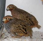 3 koppels jungle bush kwartels, Dieren en Toebehoren, Vogels | Overige Vogels, Meerdere dieren, Tropenvogel