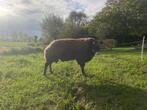 Beste dassenkop dekram, Dieren en Toebehoren, Schapen, Geiten en Varkens, Mannelijk, Schaap
