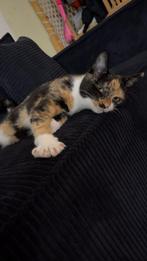 4 maanden oude poes. Ontwormd, maar niet gevaccineerd., Dieren en Toebehoren, Katten en Kittens | Overige Katten, Poes, Kortharig