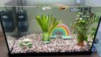 Compleet aquarium met vissen, pomp en verwarmingselement, Ophalen, Zo goed als nieuw, Gevuld zoetwateraquarium