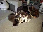 Kittens, Meerdere dieren